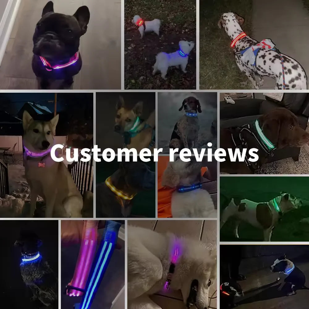 Paws & Claws™LED Glowing Dog Collar